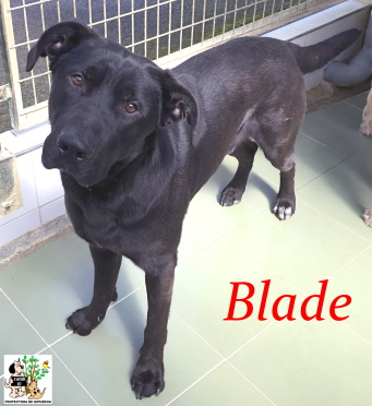 BLADE BLADE