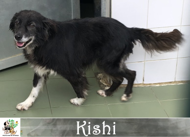 KISHI KISHI