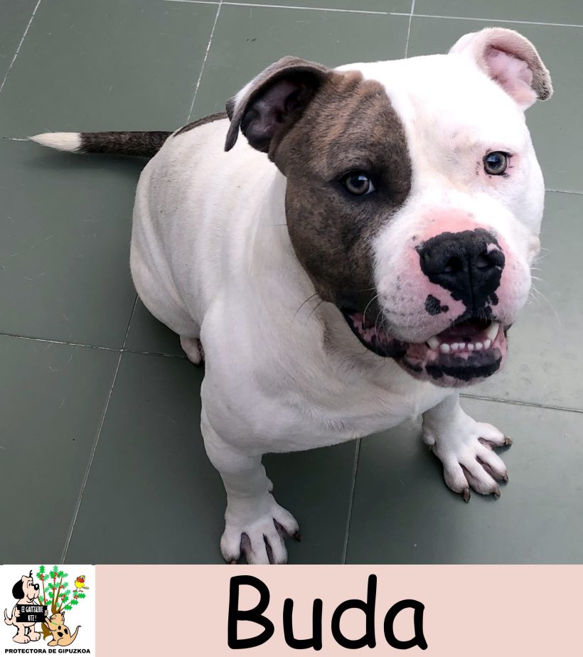 BUDA BUDA