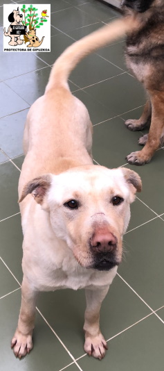 ADOPTADA ADOPTADA