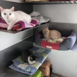 (Español) GATOS 2