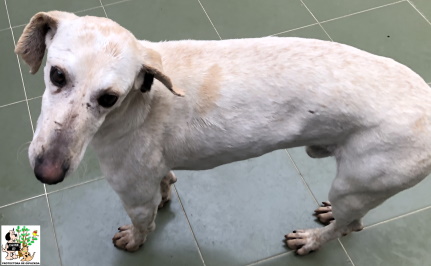 ADOPTADO ADOPTADO