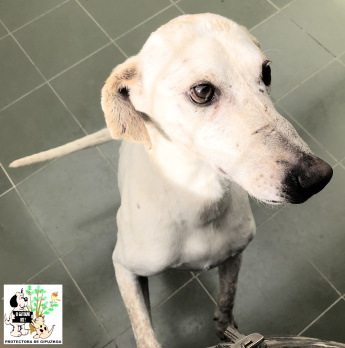 ADOPTADO ADOPTADO
