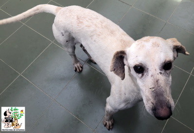 ADOPTADO ADOPTADO