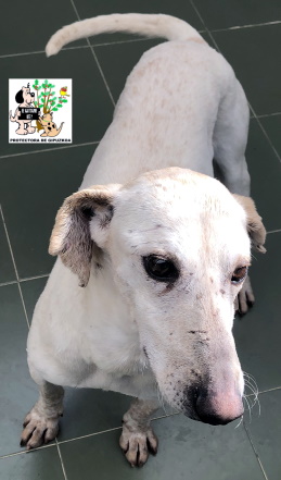 ADOPTADO ADOPTADO