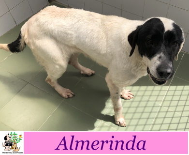 ALMERINDA ALMERINDA