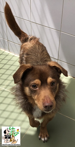 ADOPTADO ADOPTADO