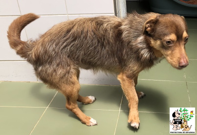 ADOPTADO ADOPTADO