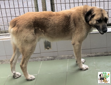 ADOPTADO ADOPTADO