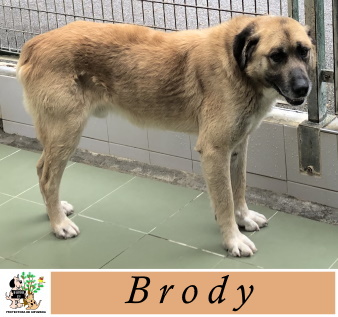 ADOPTADO ADOPTADO
