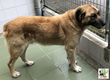 ADOPTADO ADOPTADO