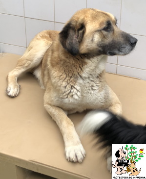ADOPTADO ADOPTADO
