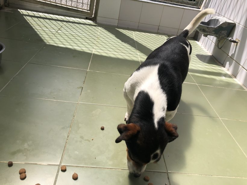 (Español) ADOPTADO (Español) ADOPTADO