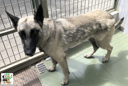 (Español) ADOPTADA (Español) ADOPTADA