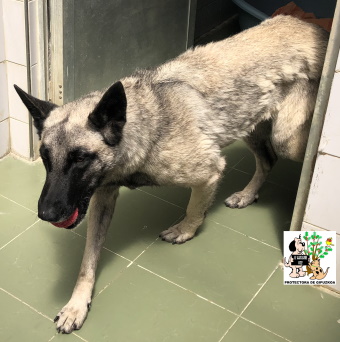 (Español) ADOPTADA (Español) ADOPTADA