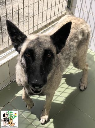 (Español) ADOPTADA (Español) ADOPTADA