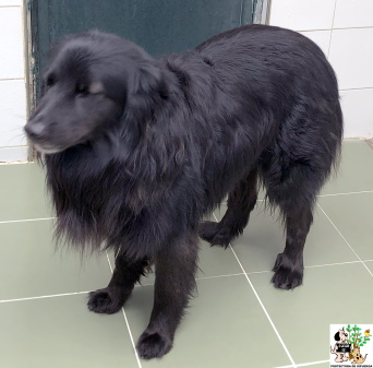 (Español) ADOPTADO (Español) ADOPTADO