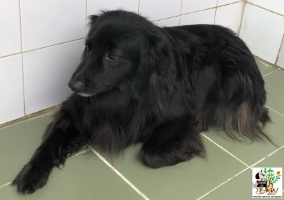 (Español) ADOPTADO (Español) ADOPTADO