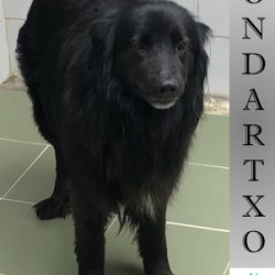 ONDARTXO