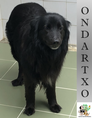 (Español) ADOPTADO (Español) ADOPTADO