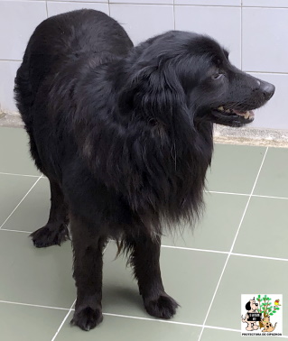 (Español) ADOPTADO (Español) ADOPTADO