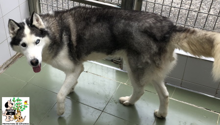 ADOPTADO ADOPTADO