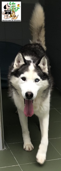 ADOPTADO ADOPTADO