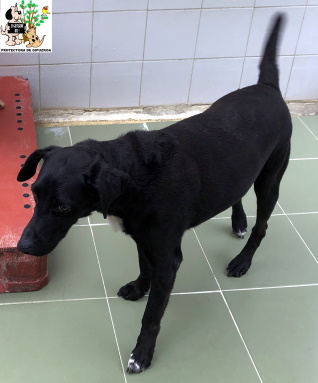 ADOPTADO ADOPTADO