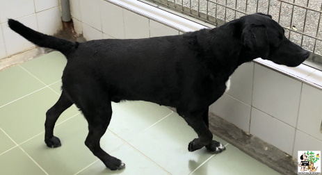 ADOPTADO ADOPTADO
