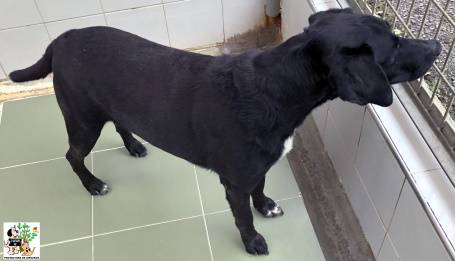 ADOPTADO ADOPTADO