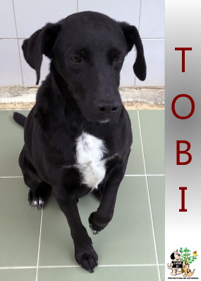 ADOPTADO ADOPTADO