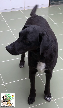 ADOPTADO ADOPTADO