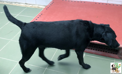 ADOPTADO ADOPTADO