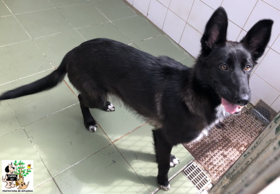 (Español) ADOPTADA (Español) ADOPTADA