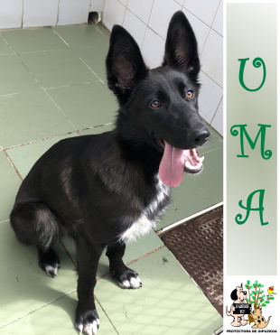 (Español) ADOPTADA (Español) ADOPTADA