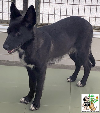 (Español) ADOPTADA (Español) ADOPTADA