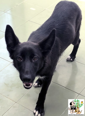 (Español) ADOPTADA (Español) ADOPTADA