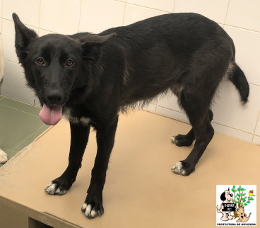 (Español) ADOPTADA (Español) ADOPTADA