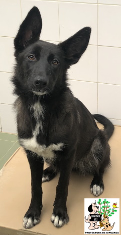 (Español) ADOPTADA (Español) ADOPTADA