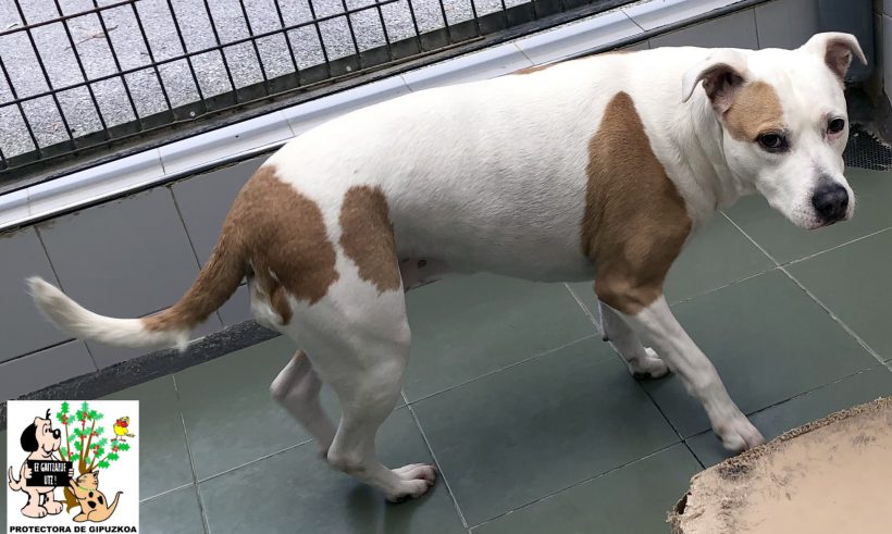 ADOPTADA ADOPTADA