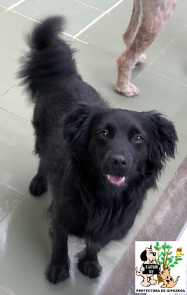 ADOPTADO ADOPTADO