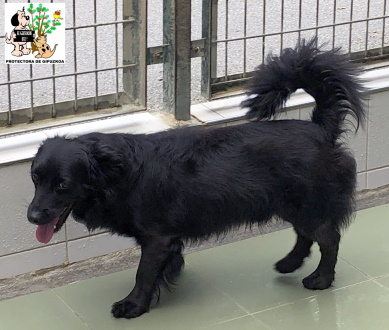 ADOPTADO ADOPTADO