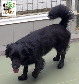 ADOPTADO ADOPTADO