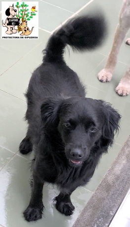 ADOPTADO ADOPTADO