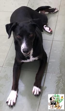 ADOPTADA ADOPTADA