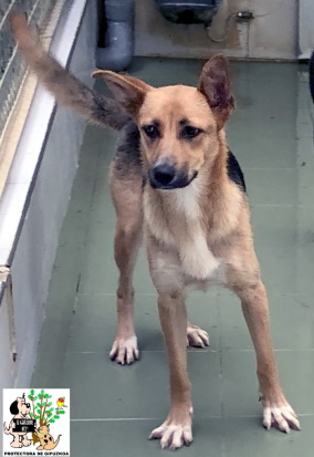 (Español) ADOPTADA (Español) ADOPTADA