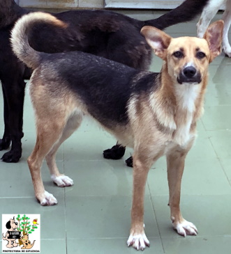 (Español) ADOPTADA (Español) ADOPTADA