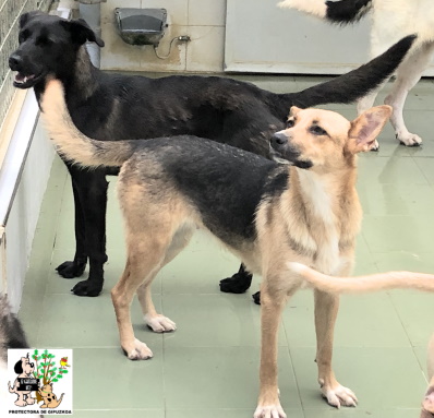 (Español) ADOPTADA (Español) ADOPTADA