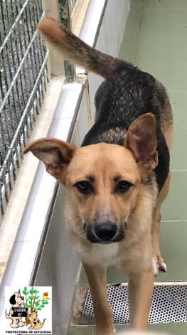 (Español) ADOPTADA (Español) ADOPTADA