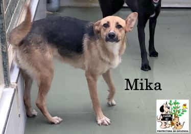 (Español) ADOPTADA (Español) ADOPTADA